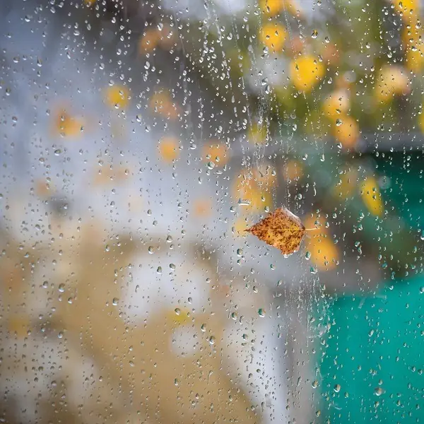 Glass panes